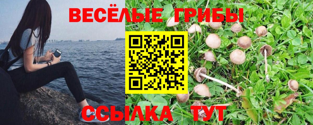 Барабинск  как найти   Вход с VPN  Галлюциногенные грибы Psilocybe 